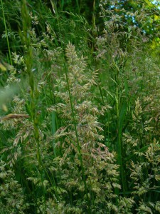P1100076